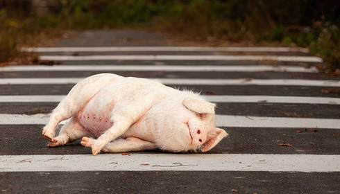 [a pink pig with nipples on her belly and eyes closed, lays across a road of black asphalt with white painted crosswalk stripes, and dark green and brown dried foliage cropped on either side, towards the back]